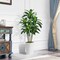 5ft Artificial Dracaena Tree – Faux Yucca with White Tall Planter for Home & Office Decor